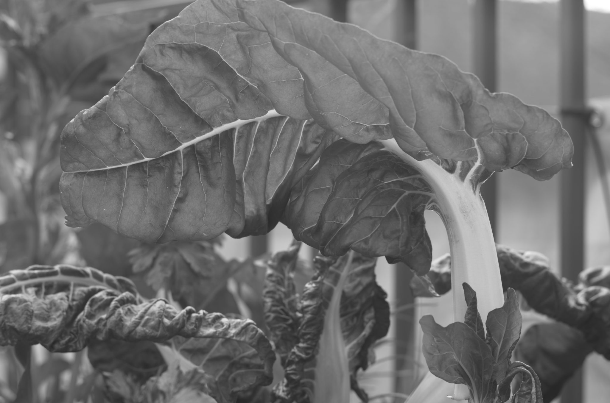 20210602  Gruen(t)raumHeimfeld 014